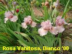 Rosa Vanitosa, Bianco 2000