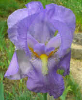 Pallida.JPG (65204 Byte)