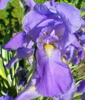 Variegata.JPG (74555 Byte)